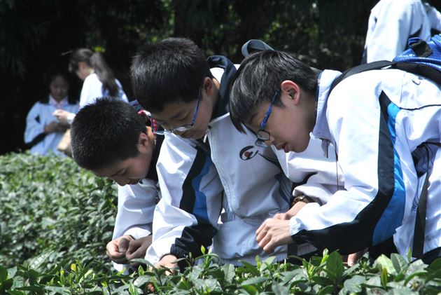 千秋蒙顶，茶香天下——记棠外初2013级师生蒙顶山中华茶文化体验之旅