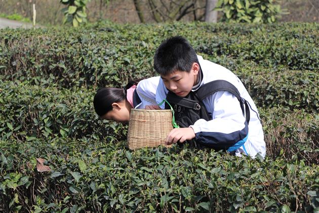 弘扬中华文化，继承茶艺传统——记棠外初2015级师生青城山社会实践活动