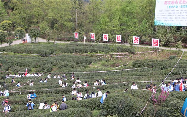 弘扬中华文化，继承茶艺传统——记棠外初2015级师生青城山社会实践活动
