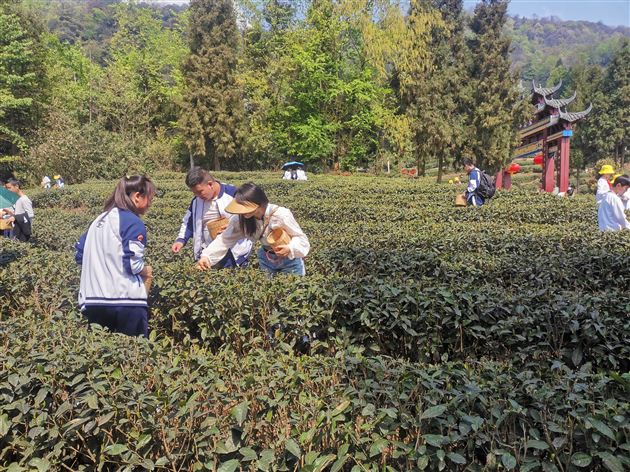 茶叶亲手采 茶香沁我心——棠外初2022级师生赴蒙顶山开展春季研学活动与综合实践课程 
