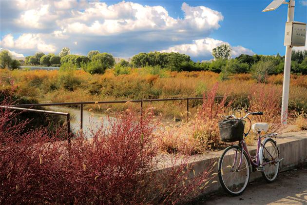 13班 陈娜伊 《单车赴秋野》