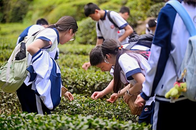 蒙顶寻茶承古韵 实践砺行育少年