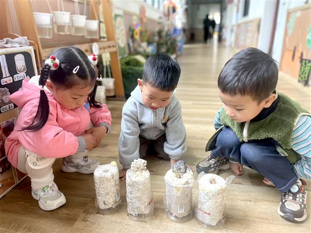 棠湖仁智幼儿园开展“绿色小世界”植物角成果观摩活动