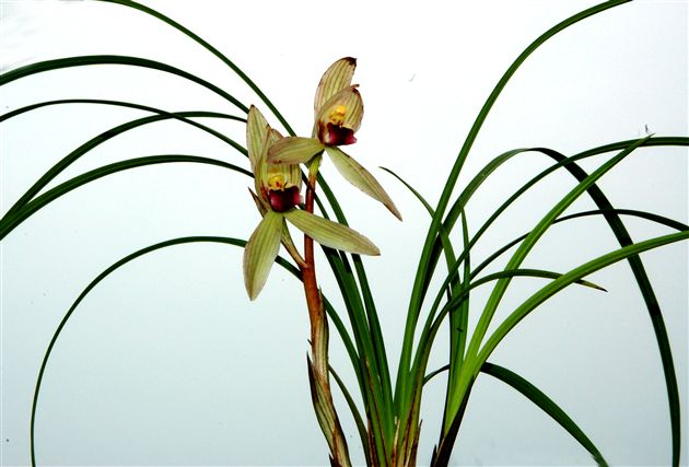 兰花(四)