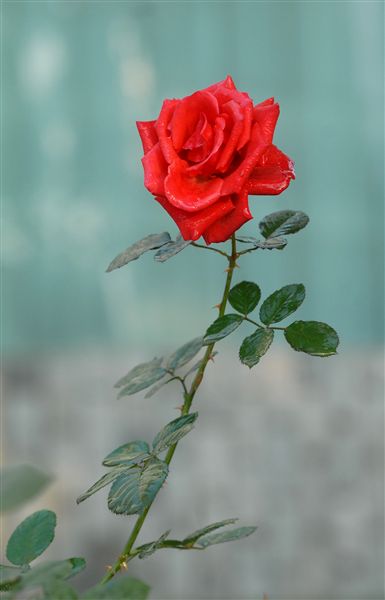 七